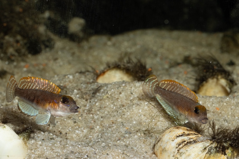 Lamprologus ornatipinnis 'Mwamgongo'